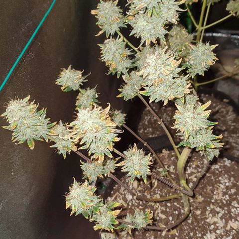 Eve growlog photo: Cloudy and amber trichs