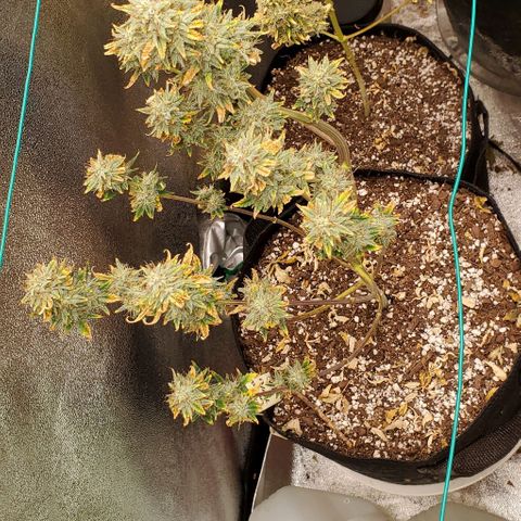 Eve growlog photo: Cloudy and amber trichs