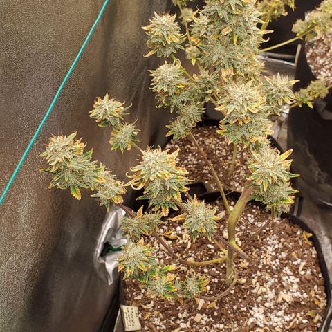 Eve growlog timeline photo