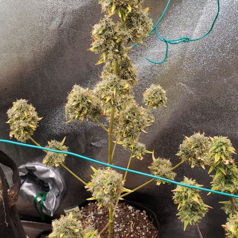 Bonnibel growlog timeline photo