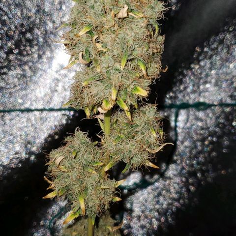 Bonnibel growlog timeline photo