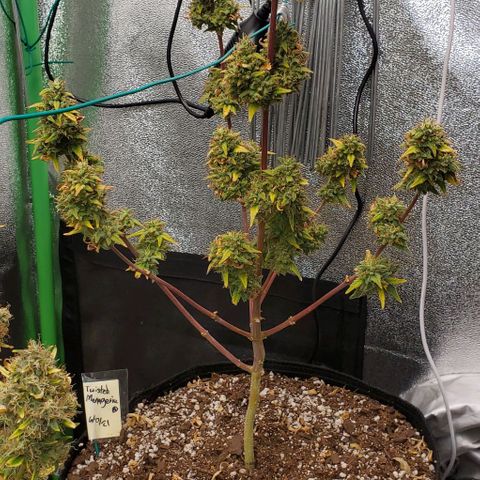 Corkscrew growlog timeline photo