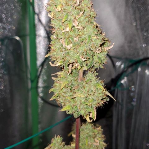 Corkscrew growlog timeline photo