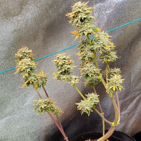 Eve growlog timeline photo