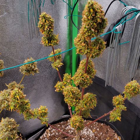 Corkscrew growlog timeline photo