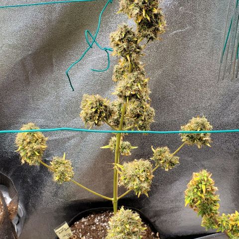 Bonnibel growlog timeline photo
