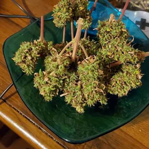 Corkscrew growlog timeline photo