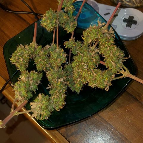 Corkscrew growlog timeline photo