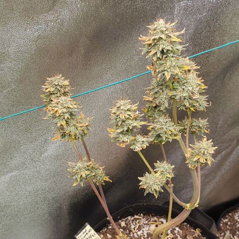 Eve growlog timeline photo