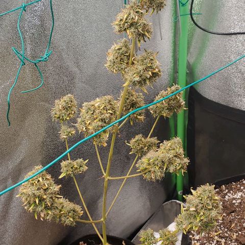 Bonnibel growlog timeline photo