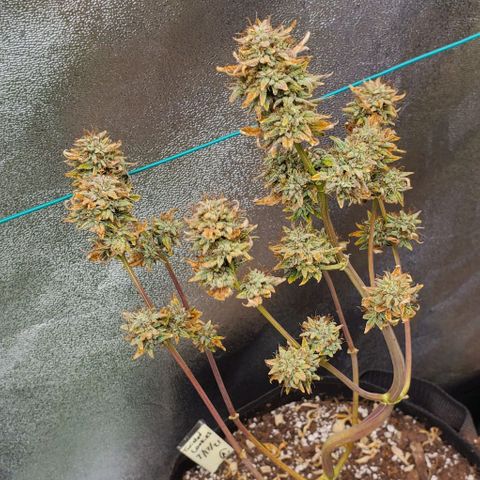 Eve growlog timeline photo