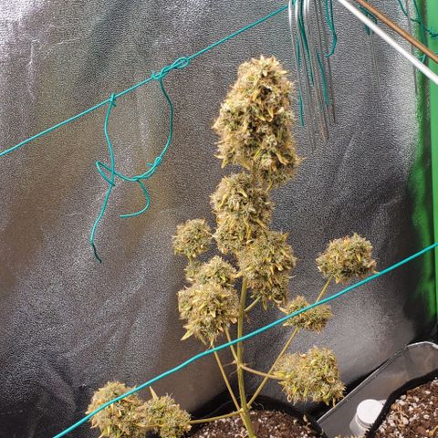 Bonnibel growlog timeline photo