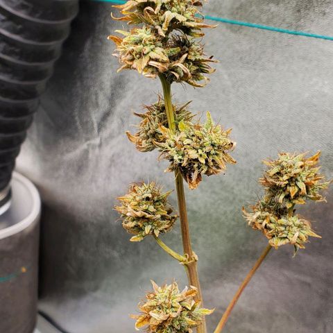 Eve growlog timeline photo