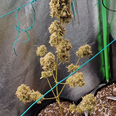 Bonnibel growlog timeline photo