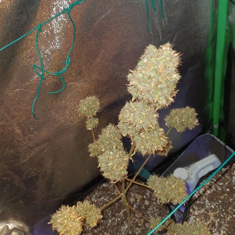 Bonnibel growlog timeline photo