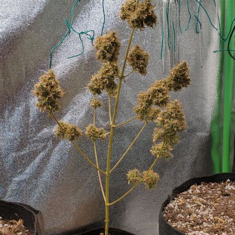 Bonnibel growlog timeline photo