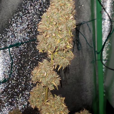 Bonnibel growlog timeline photo