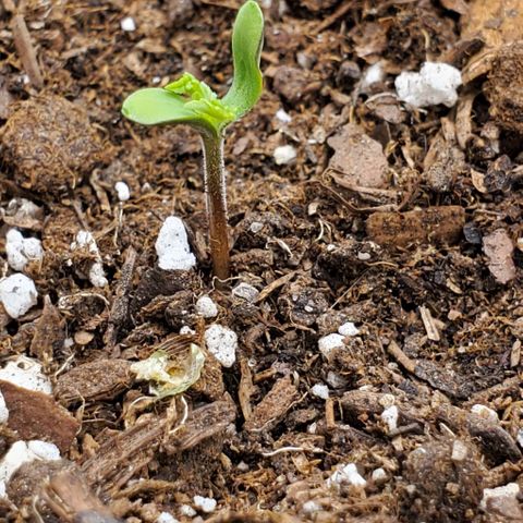 Clementine growlog photo: Sprouted