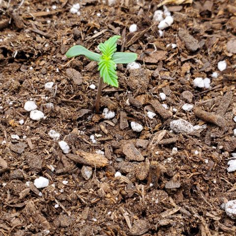 Clementine growlog timeline photo