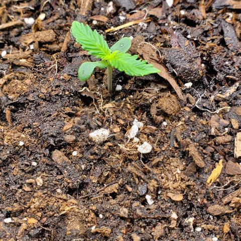 Clementine growlog timeline photo