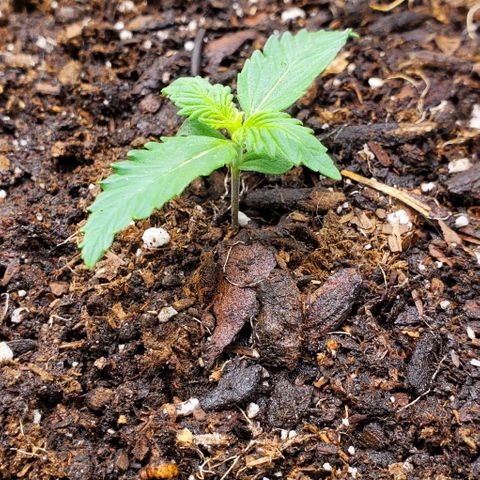 Clementine growlog timeline photo