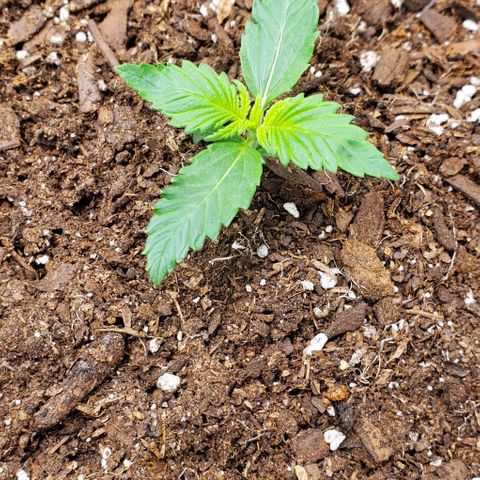 Clementine growlog timeline photo