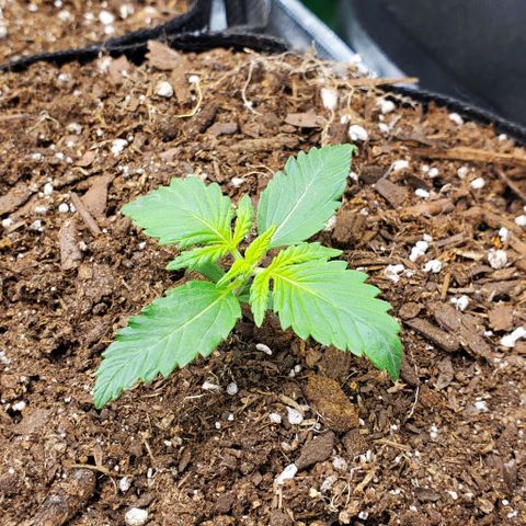 Clementine growlog timeline photo