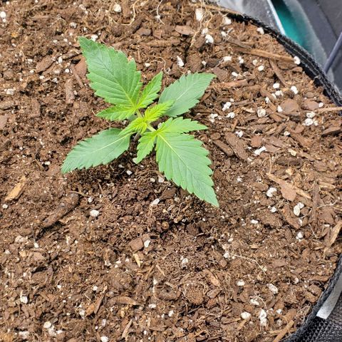 Clementine growlog timeline photo
