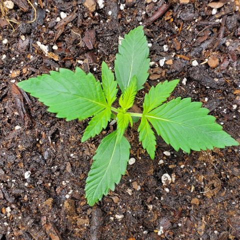Clementine growlog timeline photo