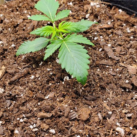 Clementine growlog timeline photo