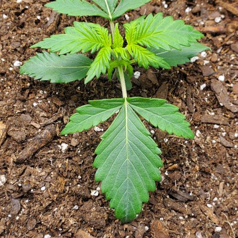 Clementine growlog timeline photo