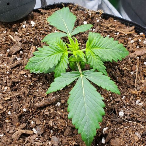 Clementine growlog timeline photo