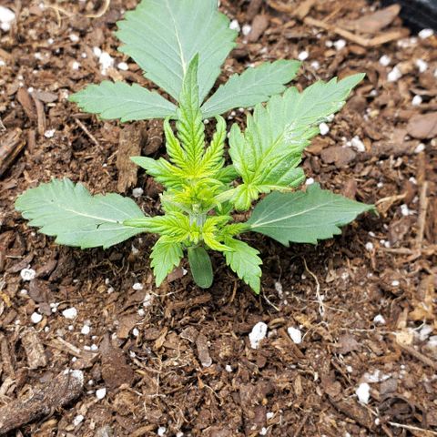 Clementine growlog photo: Some CAT decided it was a good idea to munch on little Clementine. Fortunately she only ate a few leaves and the plant will recover. Will be interesting to see how the healing goes. 