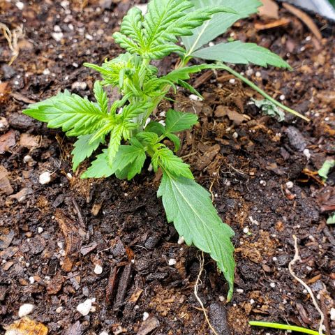 Clementine growlog timeline photo