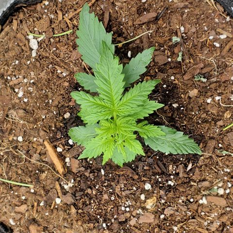 Clementine growlog timeline photo
