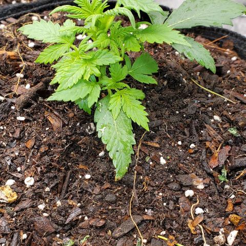 Clementine growlog timeline photo