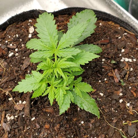 Clementine growlog timeline photo