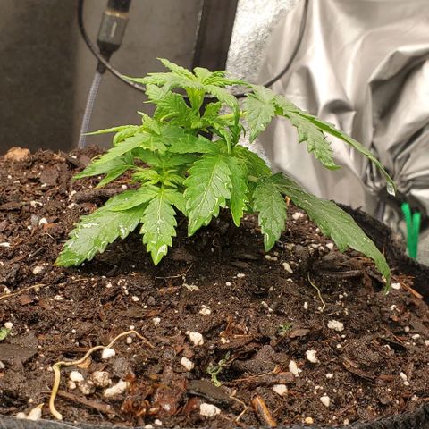 Clementine growlog timeline photo