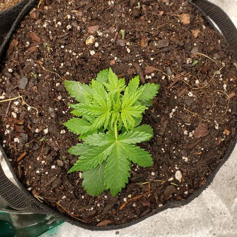 Clementine growlog timeline photo