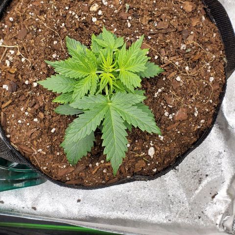 Clementine growlog timeline photo