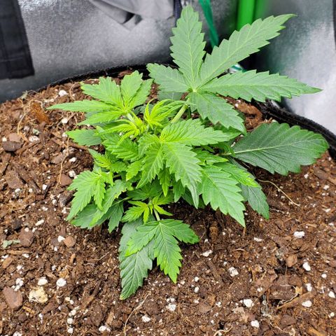 Clementine growlog timeline photo