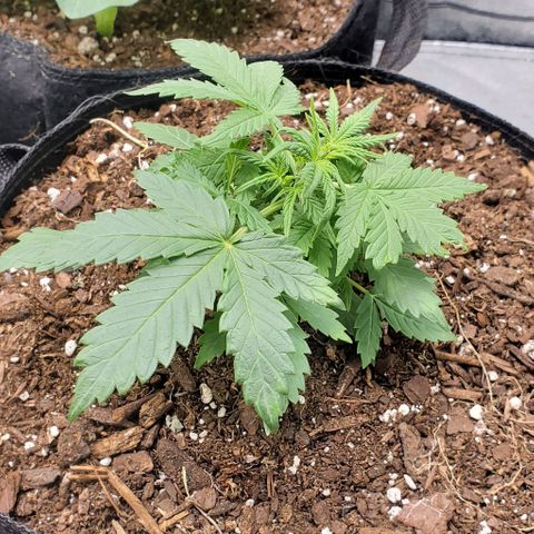 Clementine growlog timeline photo
