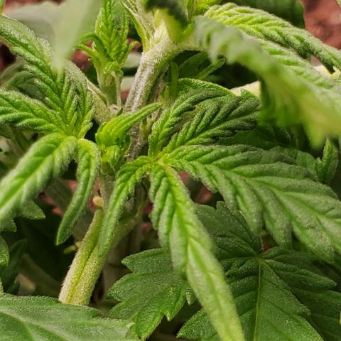 Clementine growlog timeline photo
