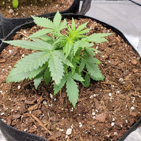 Clementine growlog timeline photo