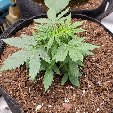 Clementine growlog timeline photo