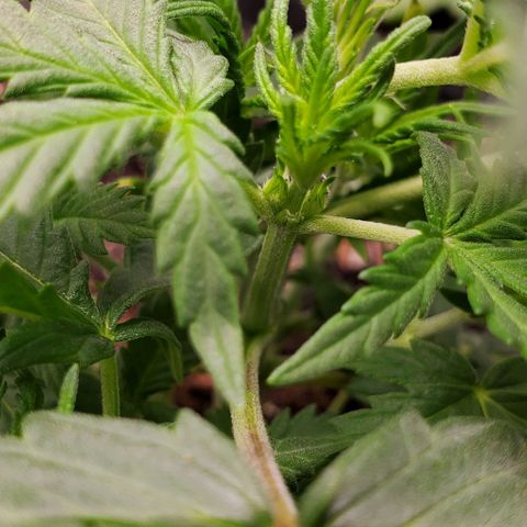 Clementine growlog timeline photo