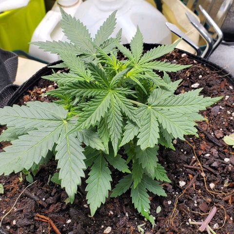 Clementine growlog timeline photo