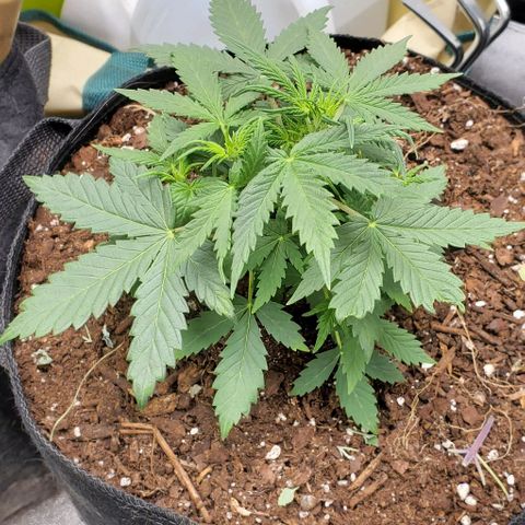 Clementine growlog timeline photo
