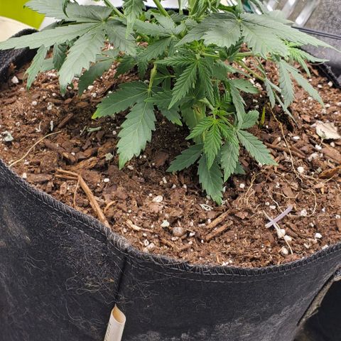 Clementine growlog timeline photo