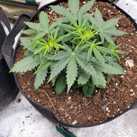 Clementine growlog timeline photo